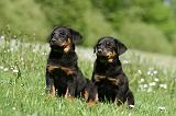 BEAUCERON - PUPPIES 343